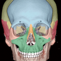 facial bone-front