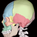 facial bone-lateral